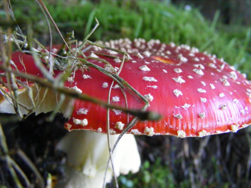 Is CBD Oil Antifungal?