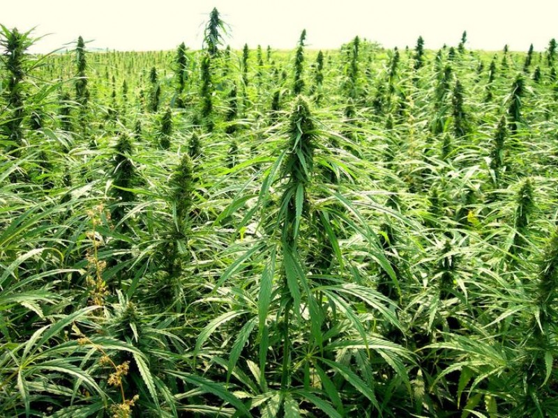 What Is Hemp?