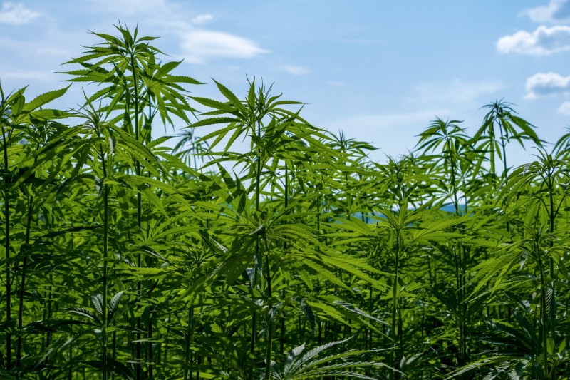 Hemp Uses: What is Hemp Used For?