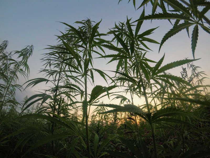 What is Cannabidivarin (CBDV)?