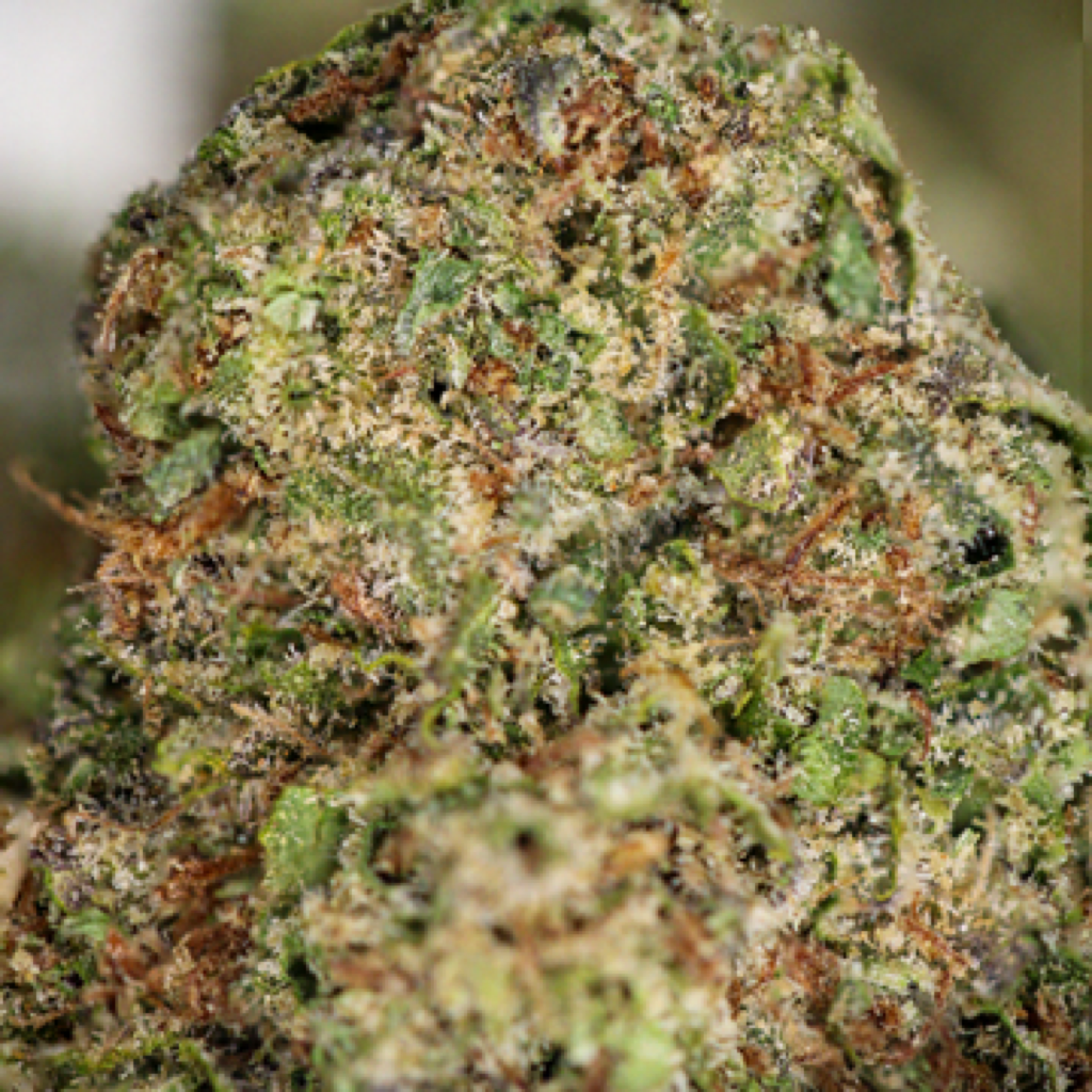 Lemon Freeze Weed Strain