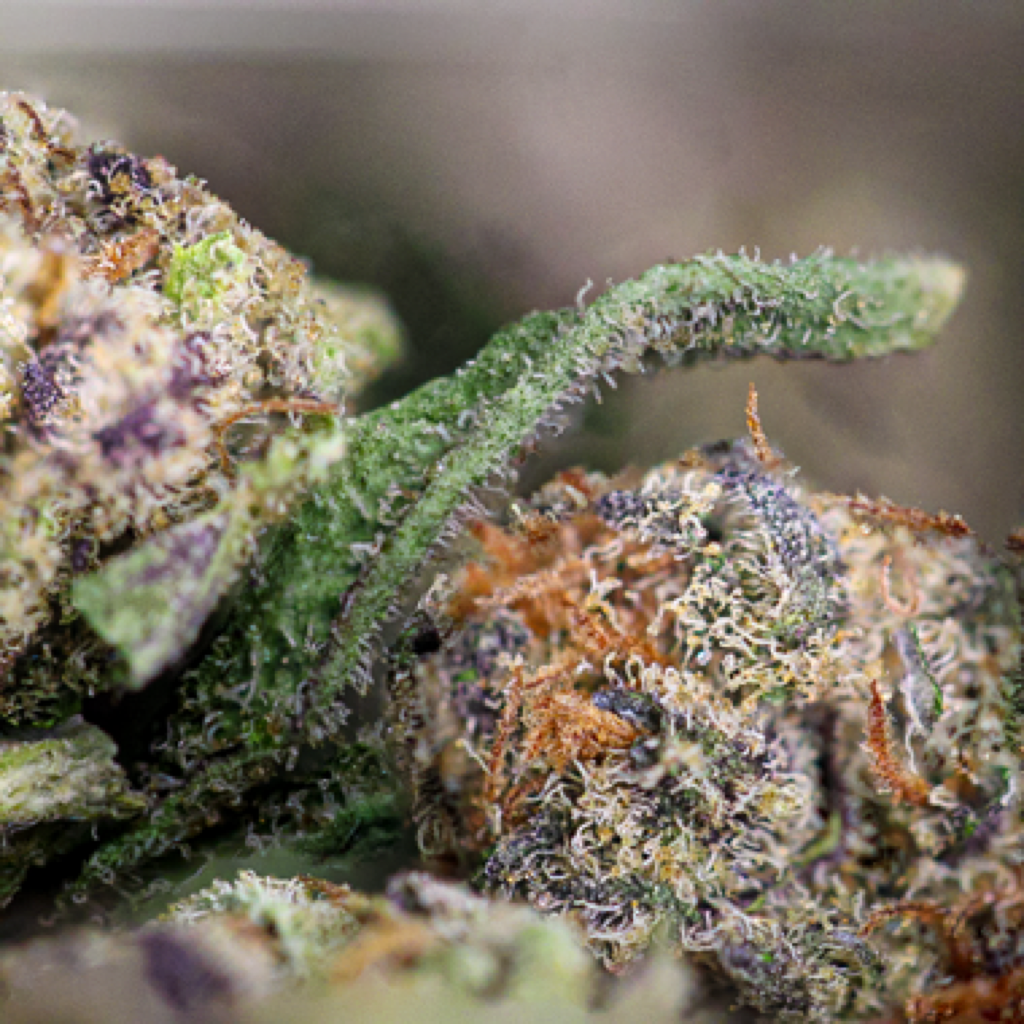 Grape Cream Weed Strain