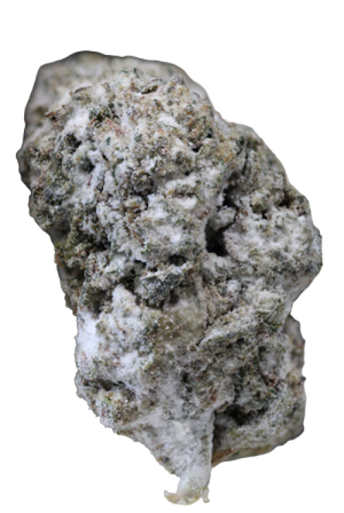 THCA Snow Caps Lemon Cherry Gelato Strain - Near Expiry 