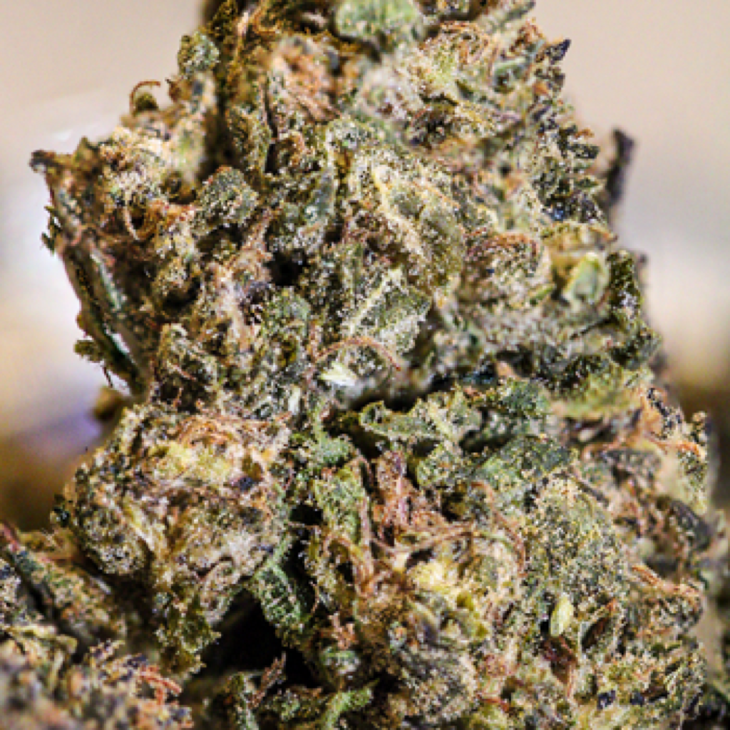 Gold Rose Runtz Weed Strain