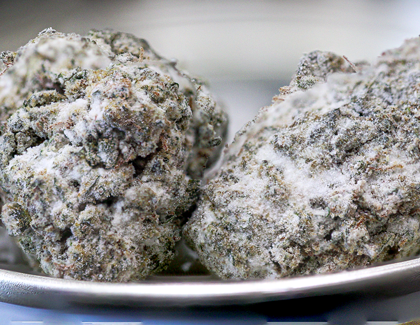 THCA Snow Caps Lemon Cherry Gelato Strain - Near Expiry 