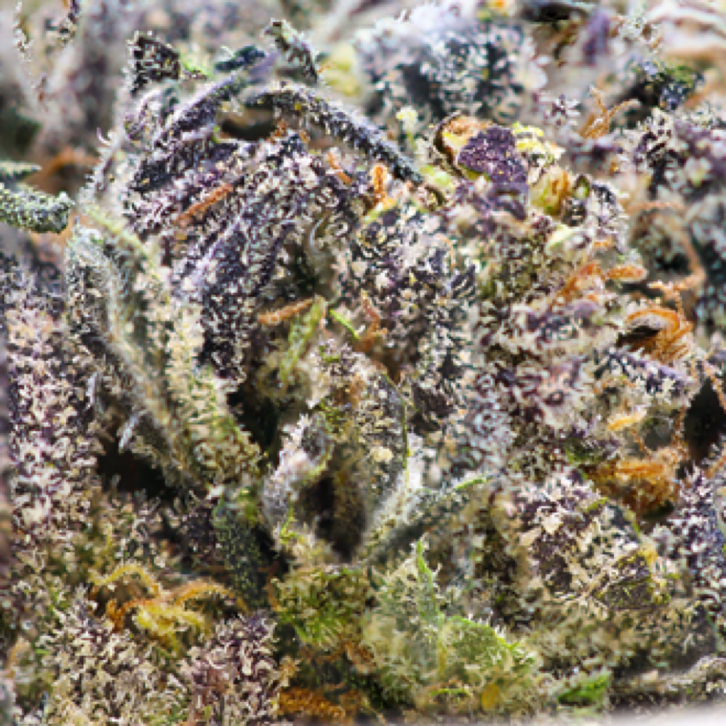 Joker Strain